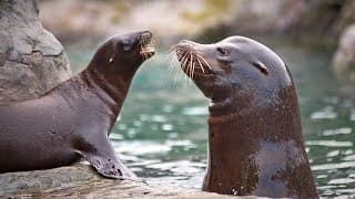 Adorable Baby Seal and Mom | Baby Animals