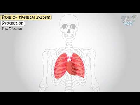 Human Skeletal System and its Functions | Science