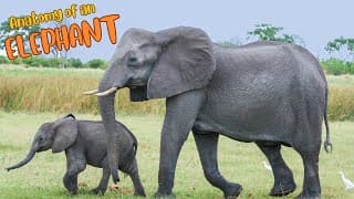 Inside the Elephant Understanding an Elephants Anatomy