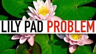The Lily Pad Problem |A Math Brain Teaser