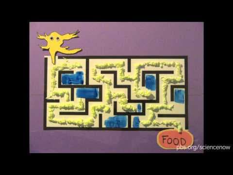 Slime Mold Smarts - YouTube