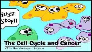 Why Cancer is the Lawbreaker of the Cell Cycle