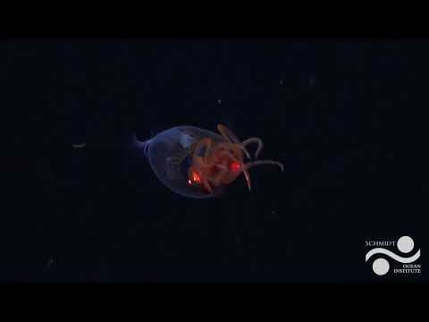 A young colossal squid filmed alive in its natural habitat for the first time