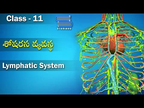 శోషరస వ్యవస్థ - Lymphatic System | Body Fluids and Circulation