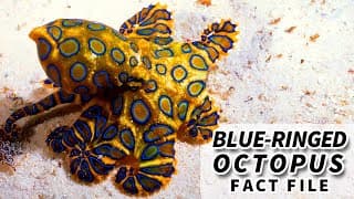 Blue-ringed Octopus Facts |a DEADLY octopus