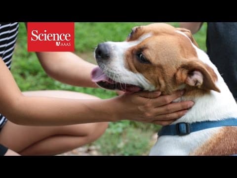 Your dog understands more than you think