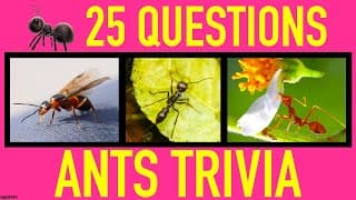 ANTS TRIVIA QUIZ