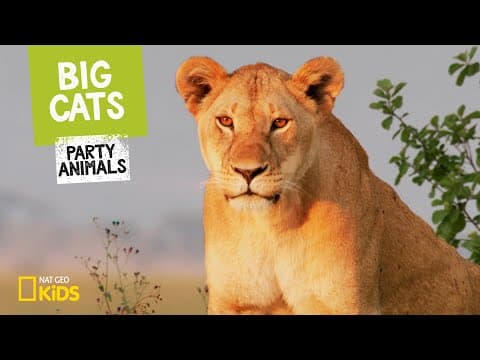 Big cats - party animals