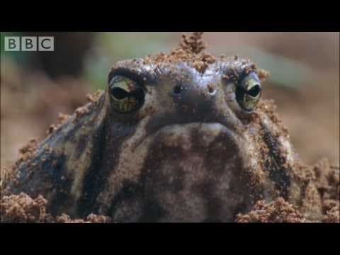 Amazing Rain Frogs | Life In Cold Blood | BBC