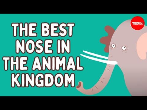 How did blue whales get so big