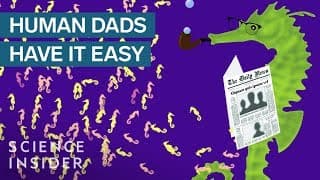 The Most Impressive Dads In The Animal Kingdom