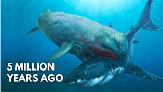 Deadliest Whale That Ever Existed | Livyatan Melvillei