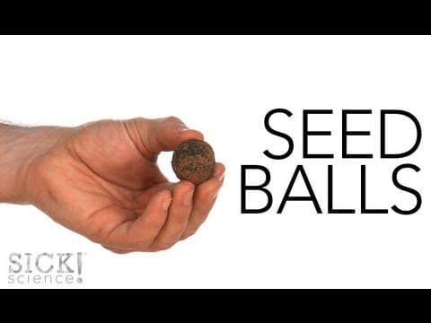 Seed Balls - Sick Science