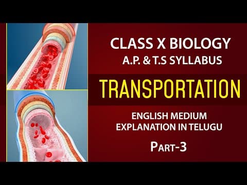 Transportation | Human Circulatory System