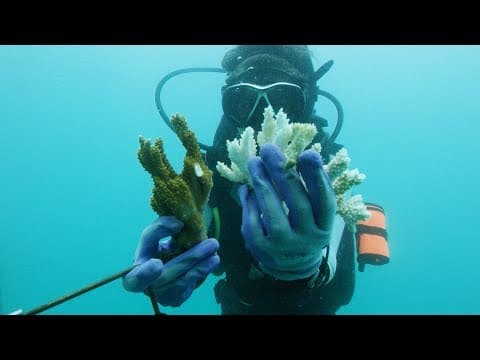 How Corals Hold Centuries of Ocean Climate Data