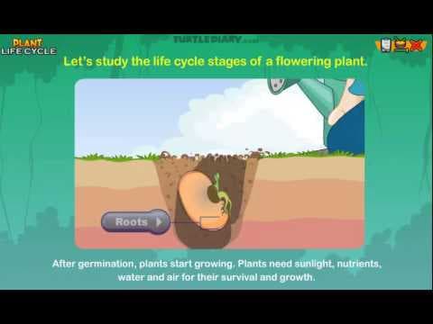 Plant Life Cycle & What Plants Need To Grow Earth Science for Kids