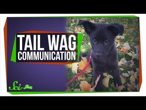 Why Do Dogs Wag Their Tails? - YouTube