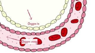 Alveoli Gas Exchange