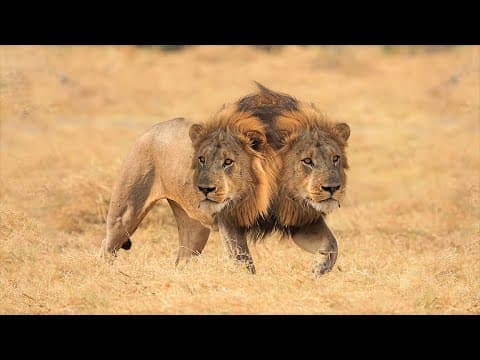 10 Most Incredible Two Headed Animals Ever Reported