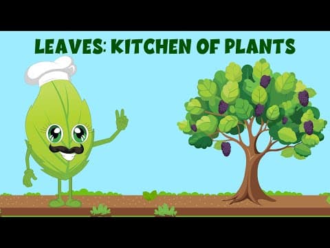 Why leaves are called kitchen of the plants? - Structure of a Leaf - Video for Kids #education