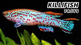 Killifish Facts| a FISH out of WATER