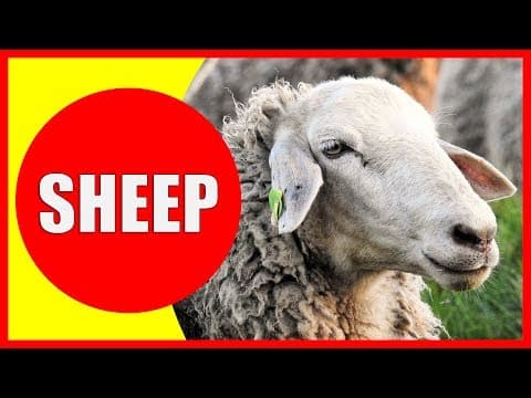 SHEEP VIDEOS FOR KIDS - Facts about Sheep for Children Preschoolers and Kindergarten