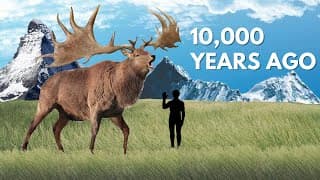 What Happened to the Giant Irish Elk