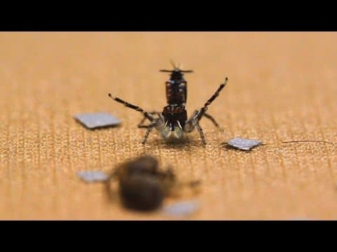 Shake Your Silk-Maker: The Dance of the Peacock Spider - YouTube