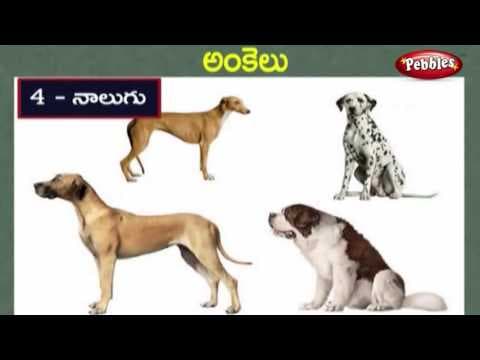 Numbers learning video