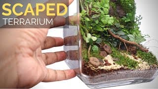 Learn to build a scaped moss wall terrarium