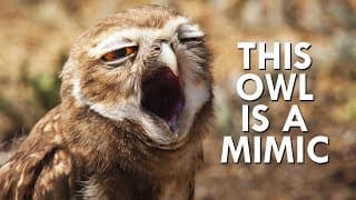 Burrowing Owls Profit Off The End Of The World