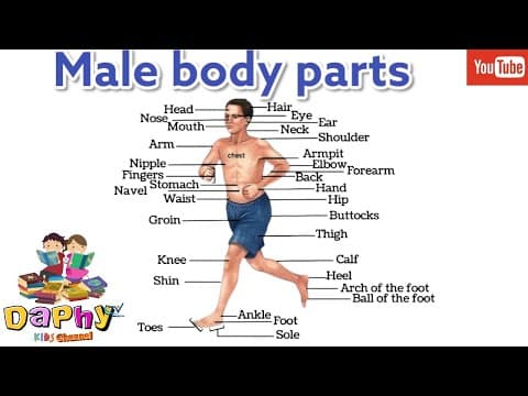 Parts of The Body explained - Male Body Parts in English