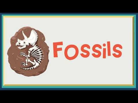 Fossils