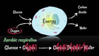 Respiration Aerobic vs Anaerobic