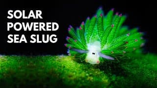 Leaf Sheep | Most Adorable Sea Slug