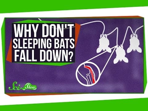 Why Don't Sleeping Bats Fall Down?