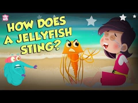 How does a jellyfish sting? - everything about jellyfish - dr binocs show