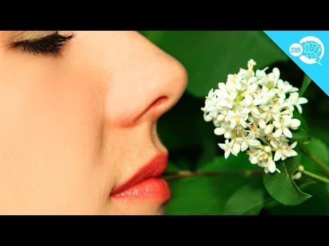 Why Do You Stop Noticing Smells After A While? - YouTube