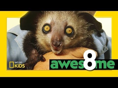 Weird but wonderful animals - awesome 8