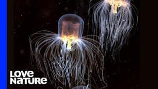 These Underwater Assassins Have Claimed The Lives of Many