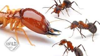 Termites vs Ants| Whos King of the Hill | Wild to Know