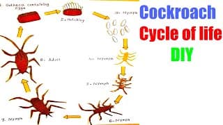 life cycle of cockroach project | school science exhibition model