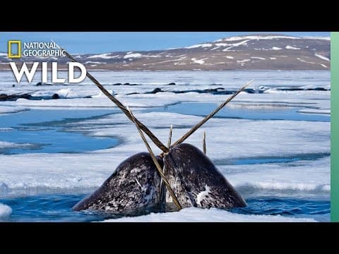 Which animals have tusks?