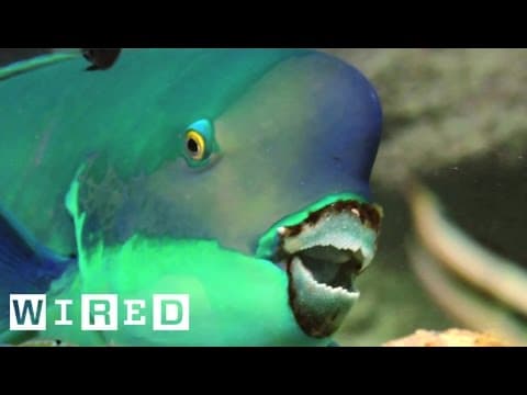 Absurd Creatures | This Fish Makes Hawaii's Beaches in an ... Interesting Way