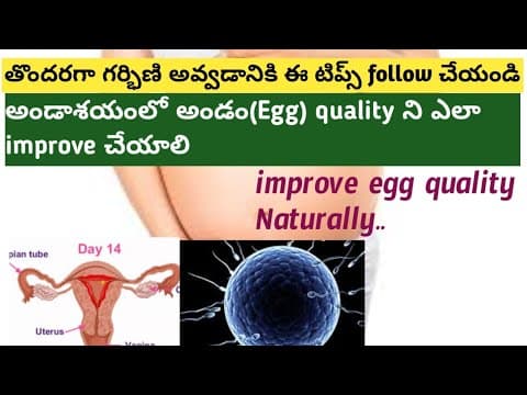 How to increase EGG quality in Telugu|improve egg quality in naturally