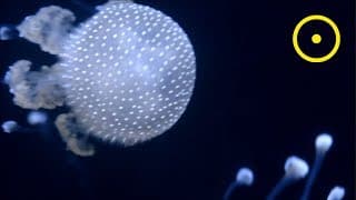 Kepler 62e | Water World