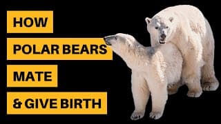 How Polar Bears Mate & Give Birth