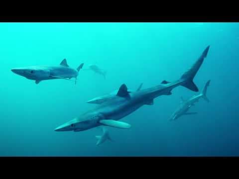 How To Save Our Coastal Seas