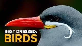 Can a bird pull off a mustache | Inca Terns, Flamingos And Peacocks