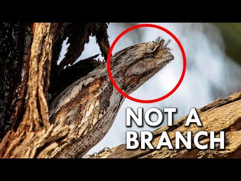 Crab invasion|The impending attack on Antarctica